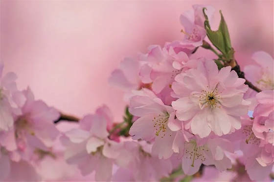 Cherry Blossoms on Tree