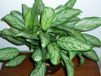 Chinese Evergreen