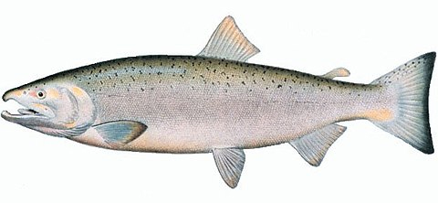 Coho Salmon