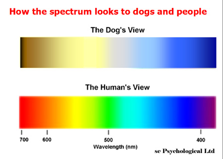 Color Spectrum of Humans and Dogs
