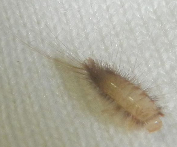 Common Carpet Beetle Larva