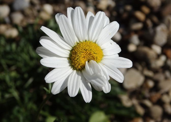 Daisy Mutation