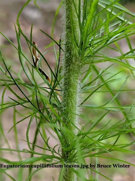 Dogfennel