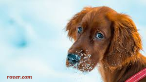 Dog in Cold Weather