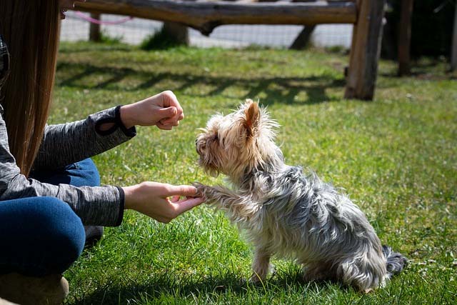 Dog Training with Treat