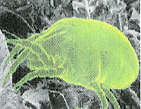 Dust Mite