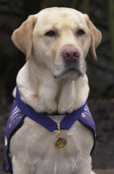 Endal,The Amazing Yellow Lab