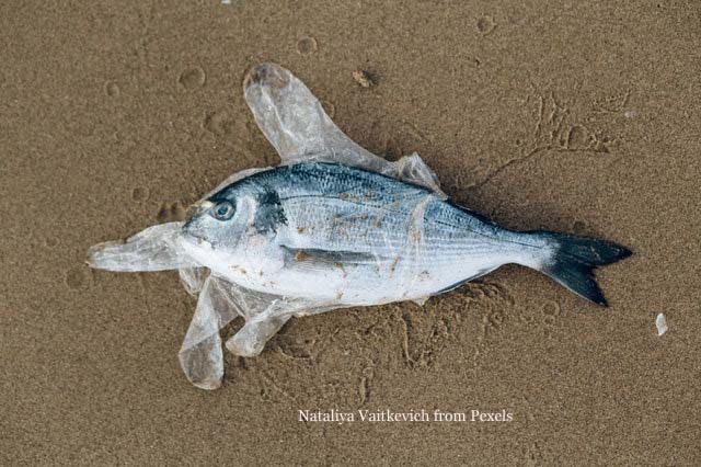 Fish Stuck in Plastic Glove