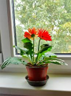 Gerbera Daisy