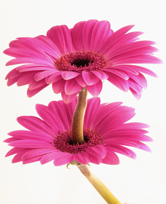 Gerbera Daisy Mutation