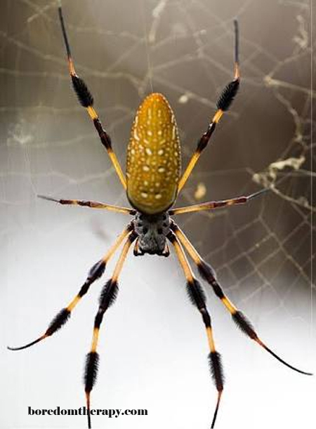 Golden Silk Orb Weaver Spider