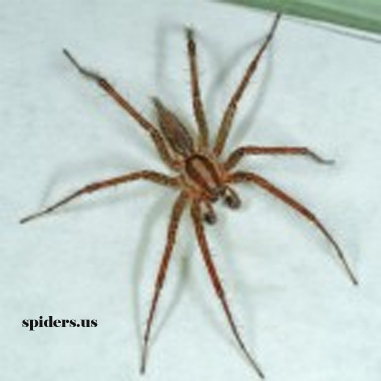 Grass Spider