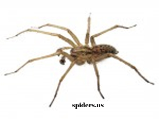 Hobo Spider