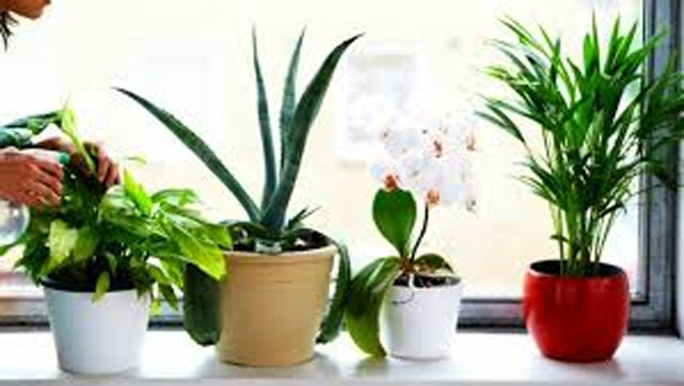 Houseplants