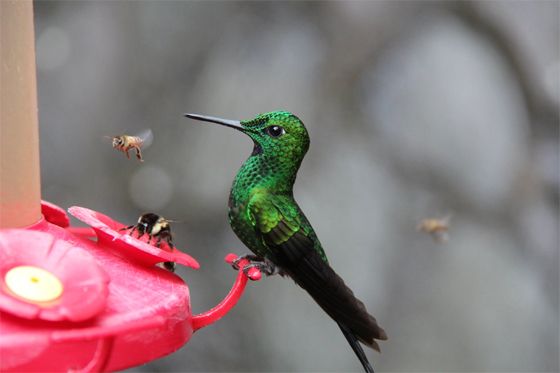 Hummingbird and Bee at Feeder