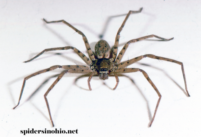 Huntsman Spider