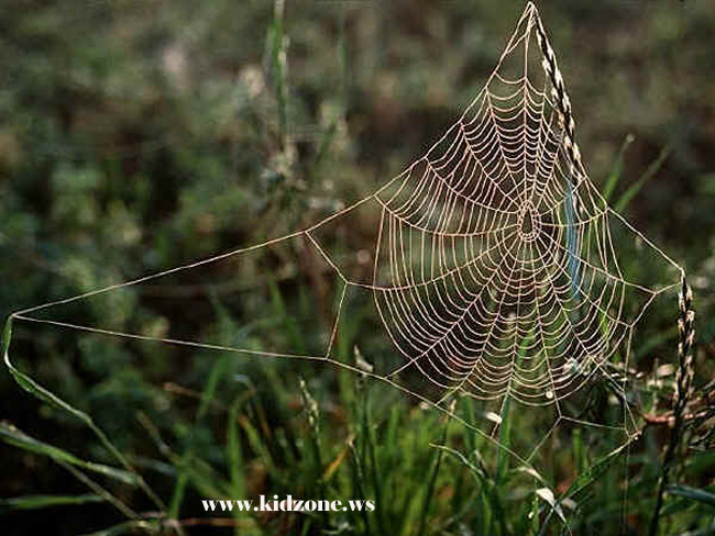 Intricate Spider Web