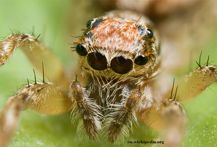 Jumping Spiders Abound