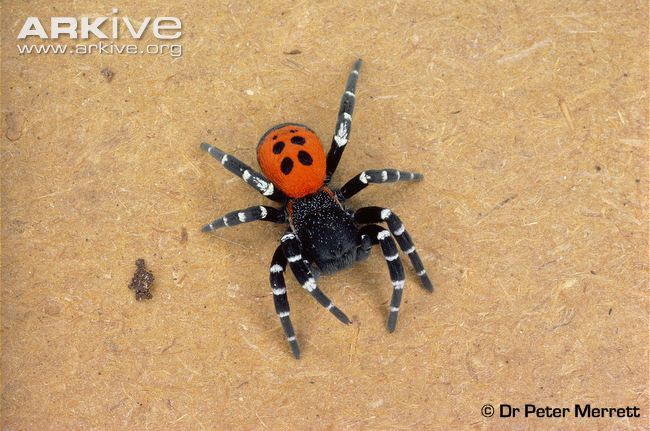 Lady Bird Spider