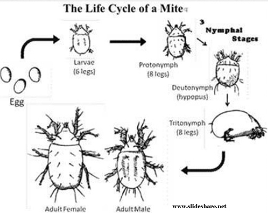 Life Cycle of Dust Mite