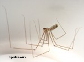 Long Bodied Cellar Spider