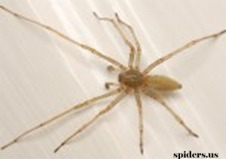 Long Legged Sac Spider