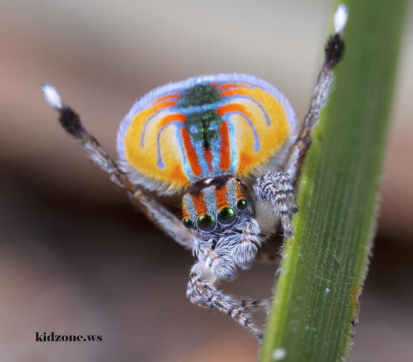 Male Peacock Jumping Spider
