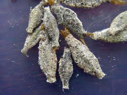 Moth Cocoons
