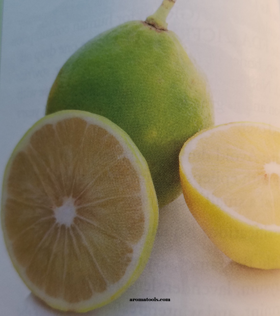 Bergamot