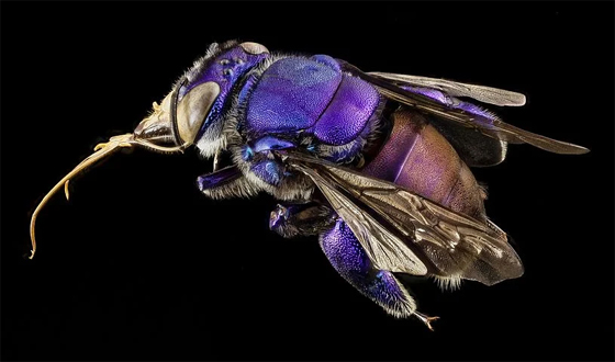 The Orchid Bee