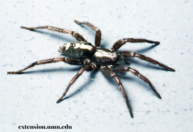 Parson Spider