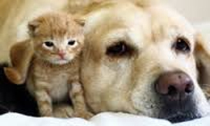 DOG AND CAT