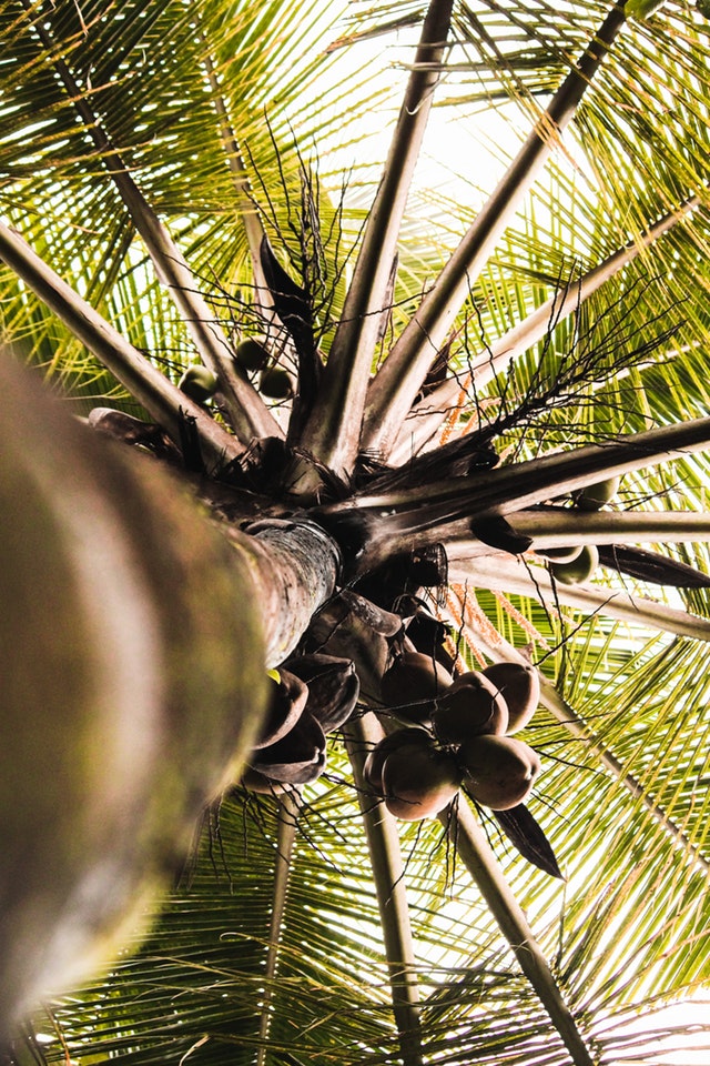 Coconut Palm Tree