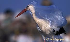 Bird in Plastic