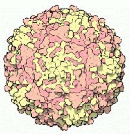 Polio Virus