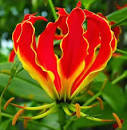 Rhodesian Lily