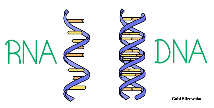 RNA vs DNA