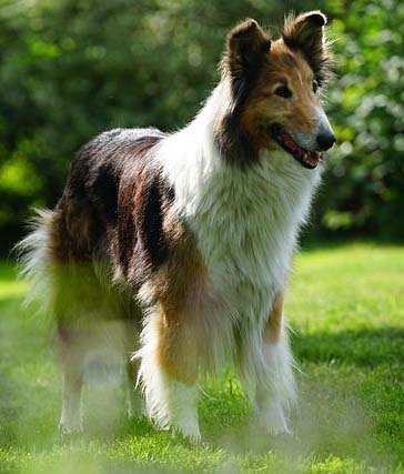 Scottish Collie