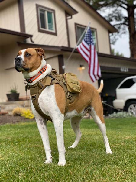 Military Dog