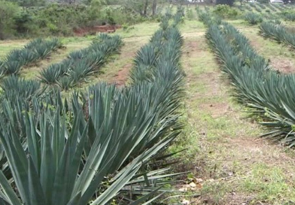 Sisal Natural Fiber