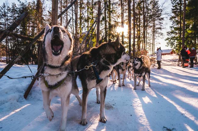 Sled Dogs