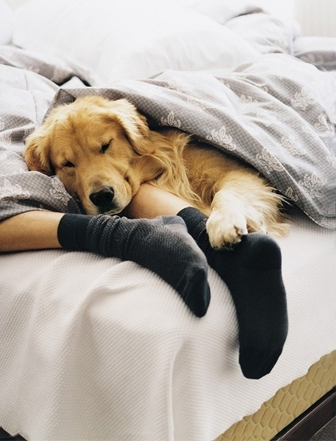 dog sleeping at foot of bed