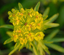 Spurge