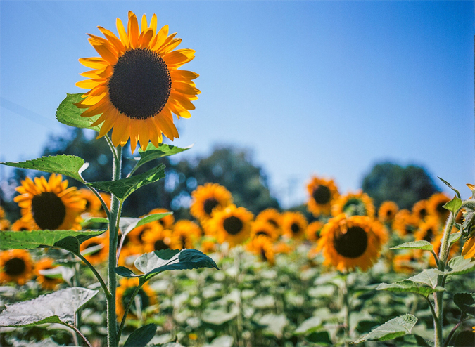 Sunflowers