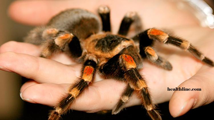 Tarantula