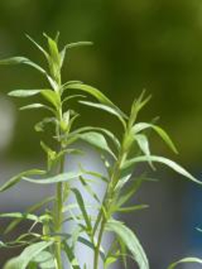 Tarragon in Water
