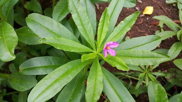 Thai Ginseng