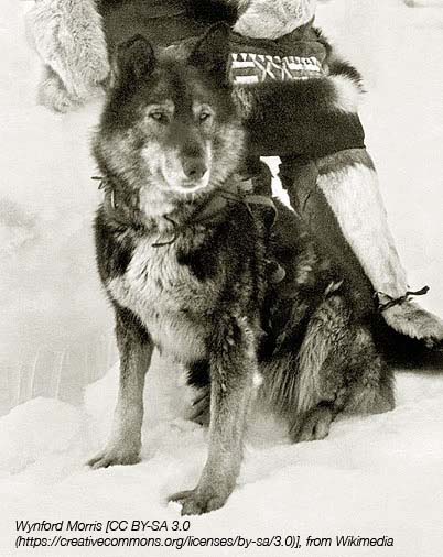 Togo the Sled Dog