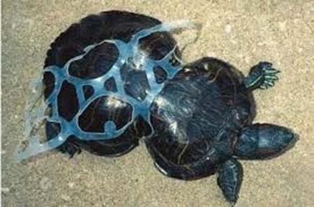 Turtle in Plastic