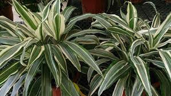 Warneck Dracaena